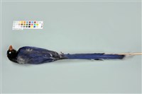 臺灣藍鵲藏品圖，第6張